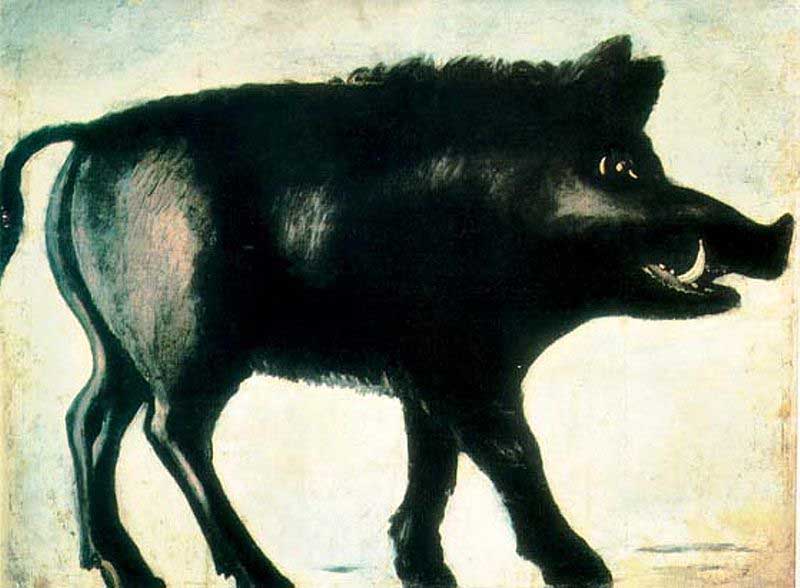 A Black Wild Boar